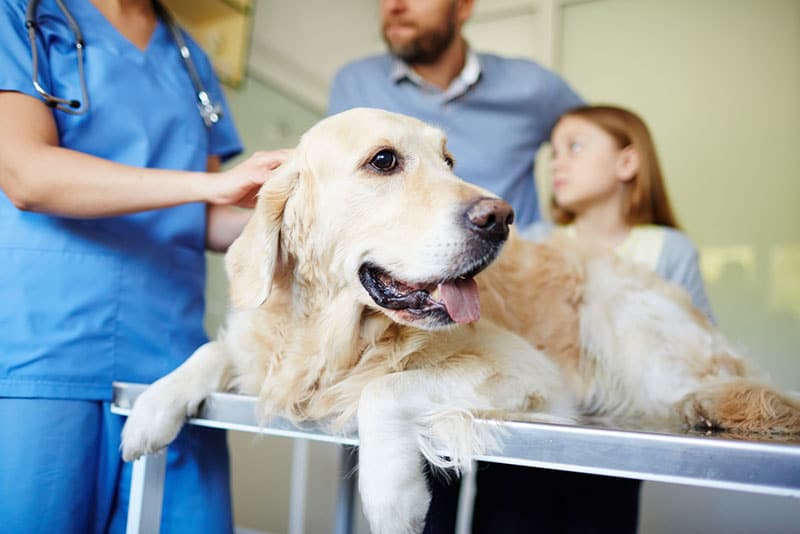 How is a Vet Clinic Any Different from a Vet Hospital?
